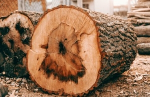 oak wood