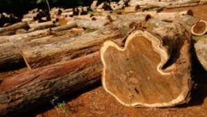 teak wood